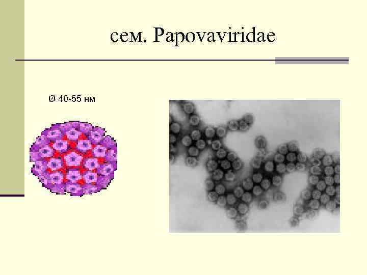 сем. Papovaviridae Ø 40 -55 нм 