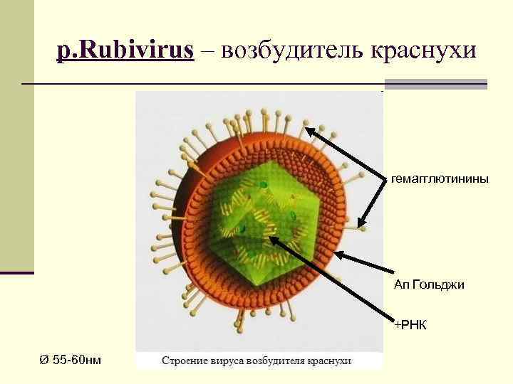 р. Rubivirus – возбудитель краснухи гемагглютинины Ап Гольджи +РНК Ø 55 -60 нм 