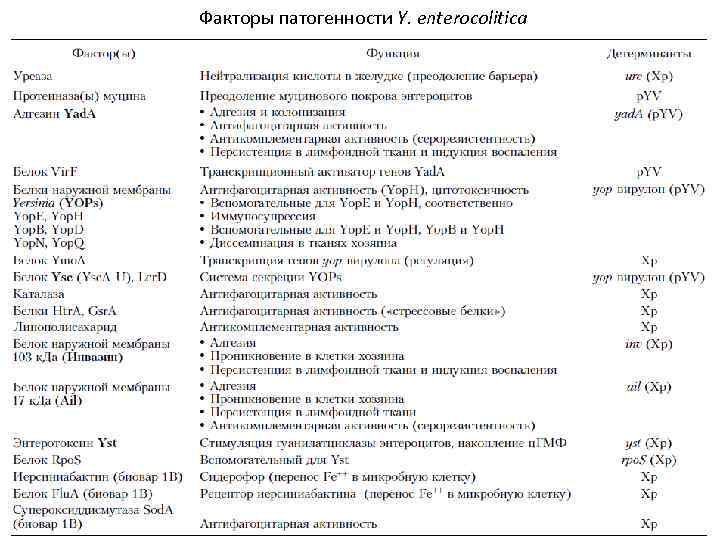 Факторы патогенности Y. enterocolitica 