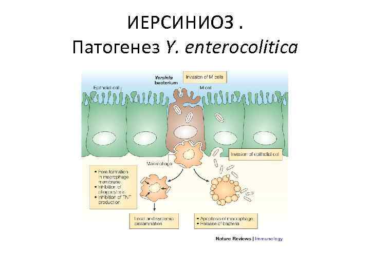 ИЕРСИНИОЗ. Патогенез Y. еnterocolitica 