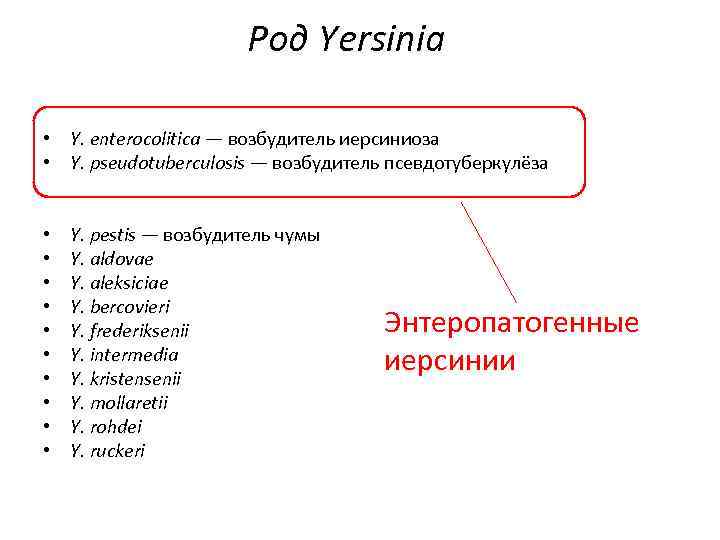 Род Yersinia • Y. enterocolitica — возбудитель иерсиниоза • Y. pseudotuberculosis — возбудитель псевдотуберкулёза