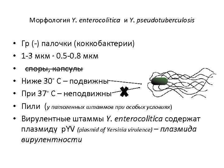 Морфология Y. enterocolitica и Y. pseudotuberculosis • • Гр (-) палочки (коккобактерии) 1 -3