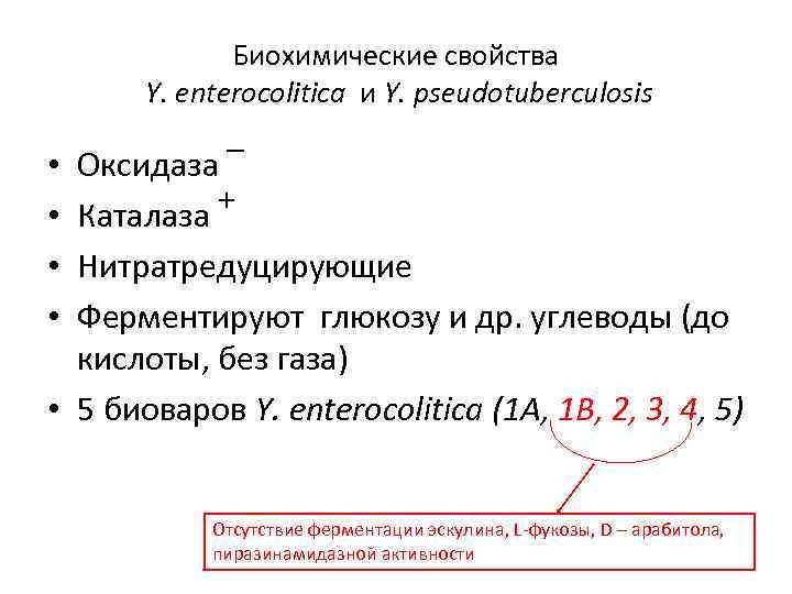 Биохимические свойства Y. enterocolitica и Y. pseudotuberculosis Оксидаза ‾ + Каталаза Нитратредуцирующие Ферментируют глюкозу