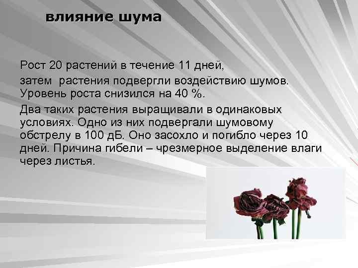 влияние шума Рост 20 растений в течение 11 дней, затем растения подвергли воздействию шумов.