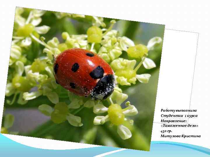 Работу выполнила Студентка 1 курса Направление: «Таможенное дело» 432 гр. Митулова Кристина 