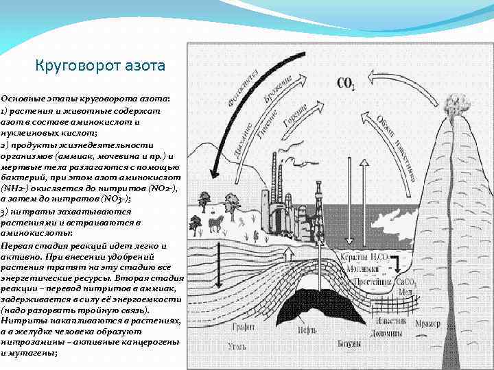 Установите последовательность круговорота азота в атмосфере
