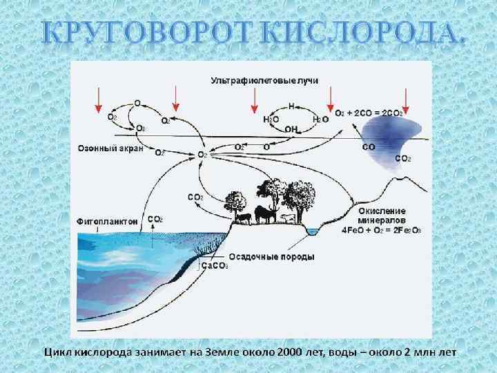 Круговорот азота в природе схема 9 класс