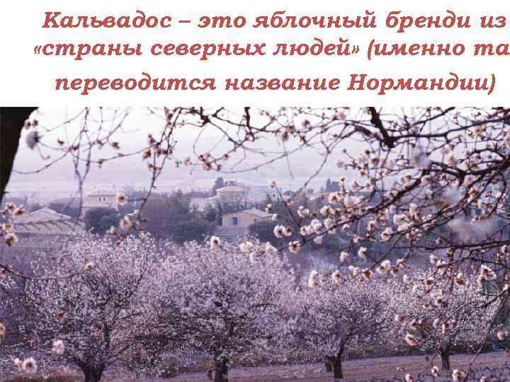 Кальвадос – это яблочный бренди из «страны северных людей» (именно так переводится название Нормандии)