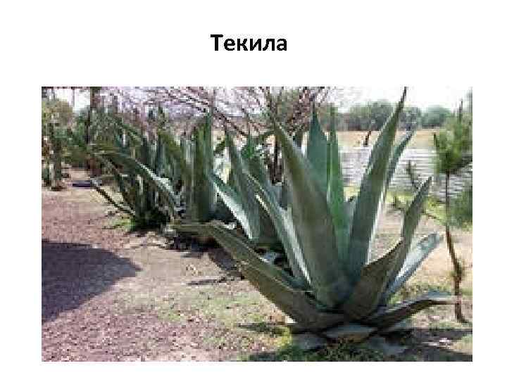 Текила 