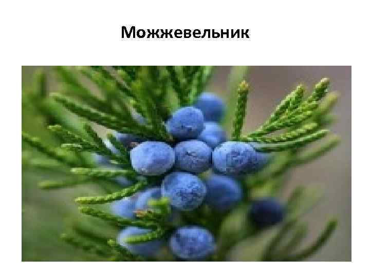 Можжевельник 