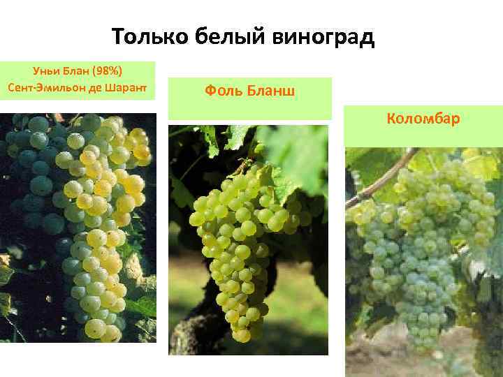 Только белый виноград Уньи Блан (98%) Сент-Эмильон де Шарант Фоль Бланш Коломбар 