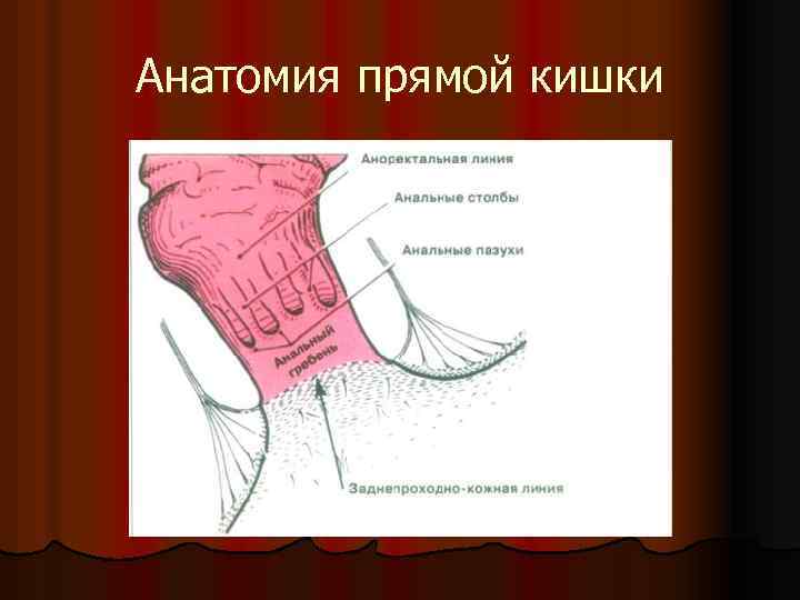 Анатомия прямой кишки 