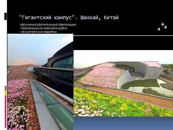 "Гигантский кампус". Шанхай, Китай -различные растительные композиции - композиции из камней и щебня -