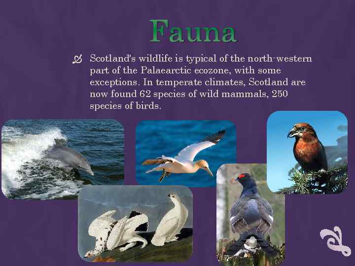 Fauna Scotland's wildlife is typical of the north-western part of the Palaearctic ecozone, with