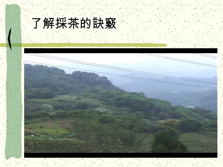 了解採茶的訣竅 