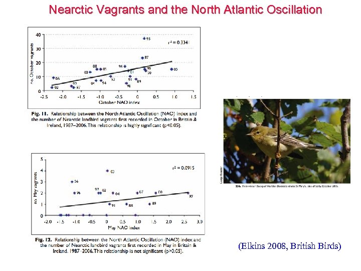 Nearctic Vagrants and the North Atlantic Oscillation (Elkins 2008, British Birds) 