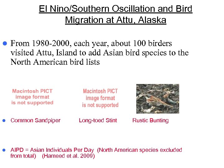 El Nino/Southern Oscillation and Bird Migration at Attu, Alaska l From 1980 -2000, each