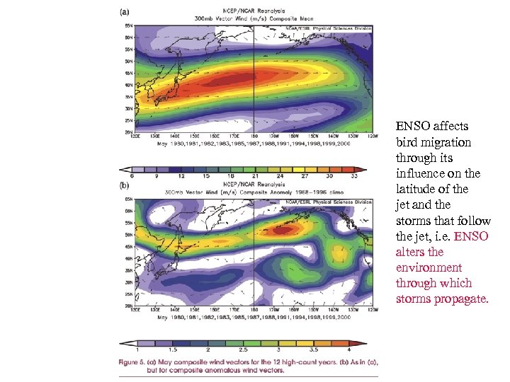 ENSO affects bird migration through its influence on the latitude of the jet and