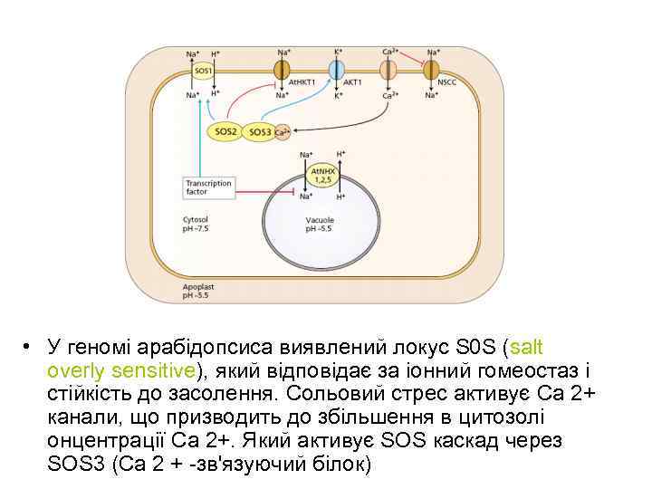  • У геномі арабідопсиса виявлений локус S 0 S (salt overly sensitive), який