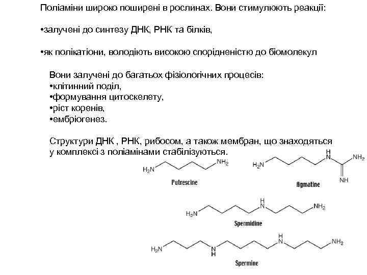 Поліаміни широко поширені в рослинах. Вони стимулюють реакції: • залучені до синтезу ДНК, РНК