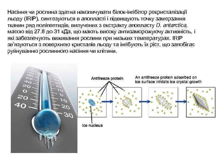 Насіння чи рослина здатна накопичувати білок-інгібітор рекристалізації льоду (IRIP), синтезуються в апопласті і підвищують
