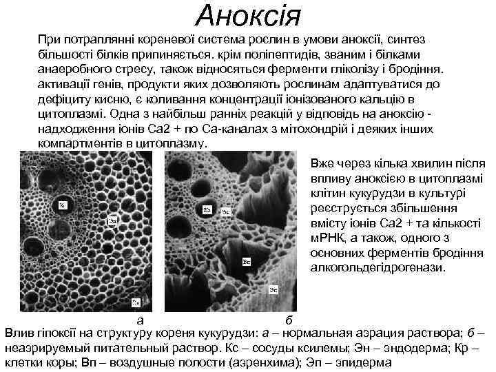 Аноксія При потраплянні кореневої система рослин в умови аноксії, синтез більшості білків припиняється. крім