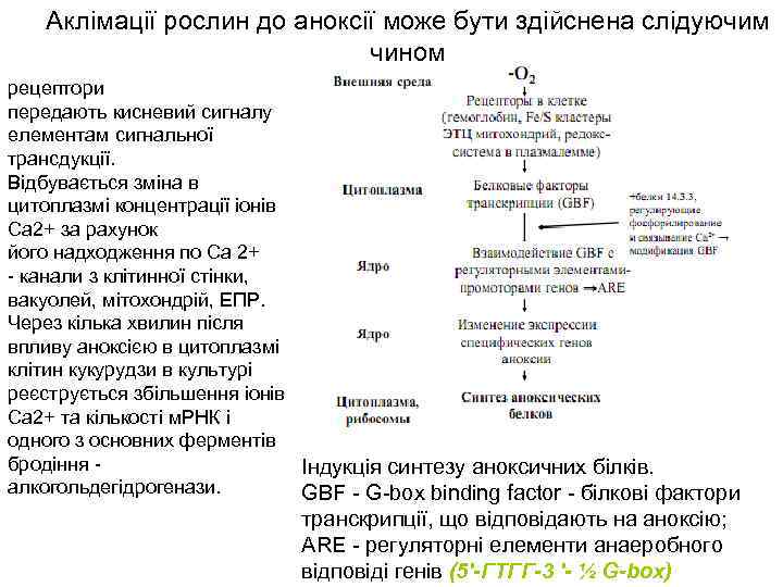 Аклімації рослин до аноксії може бути здійснена слідуючим чином рецептори передають кисневий сигналу елементам