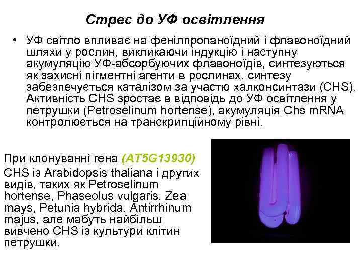 Стрес до УФ освітлення • УФ світло впливає на фенілпропаноїдний і флавоноїдний шляхи у