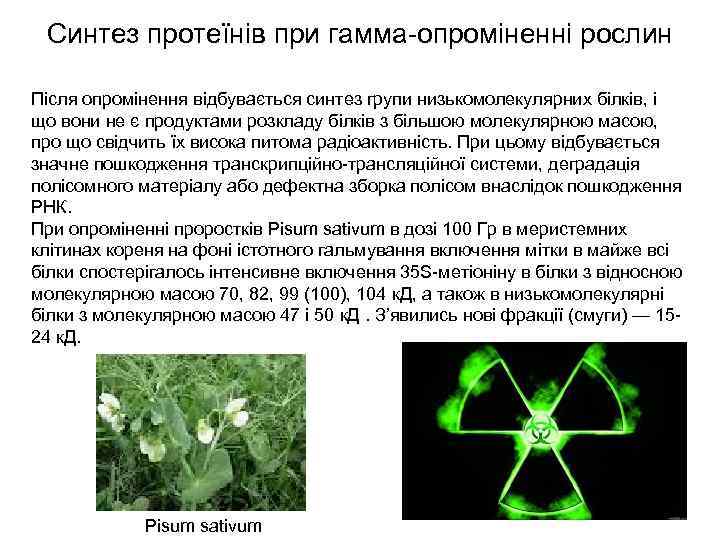 Синтез протеїнів при гамма-опроміненні рослин Після опромінення відбувається синтез групи низькомолекулярних білків, і що