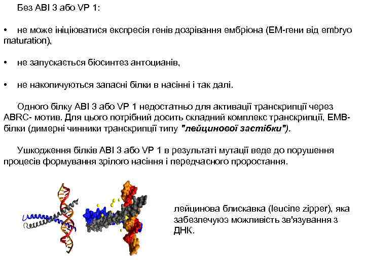 Без ABI 3 або VP 1: • не може ініціюватися експресія генів дозрівання ембріона