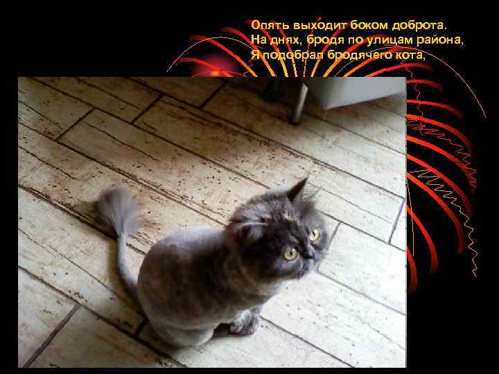 Опять выходит боком доброта. На днях, бродя по улицам района, Я подобрал бродячего кота,