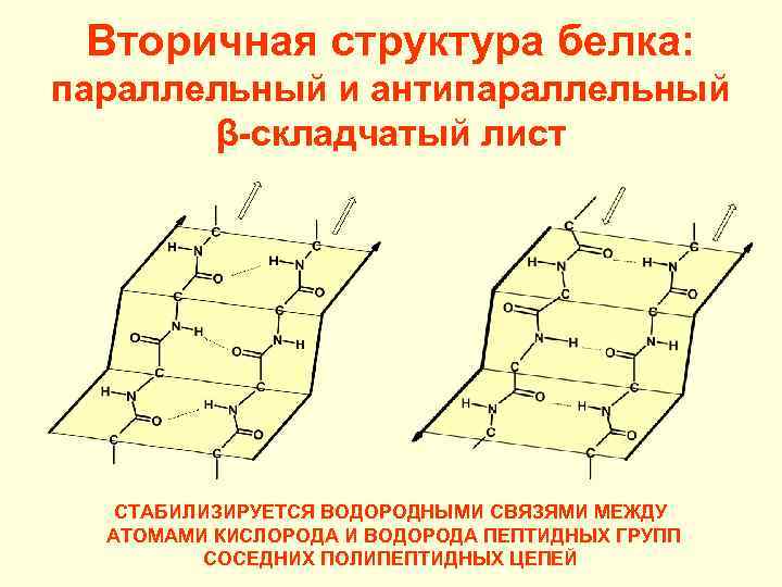 Вторичная структура белка поддерживается водородными связями