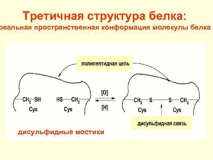 Катионные белки