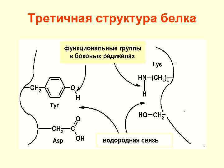 Схема образования биполярного иона