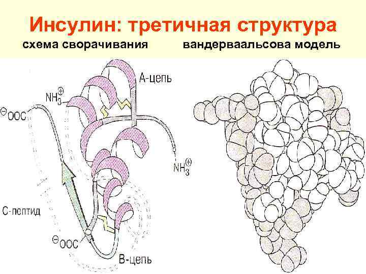 Инсулин бодибилдинг схема