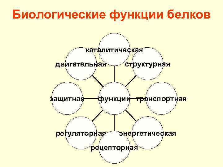 Биологические функции