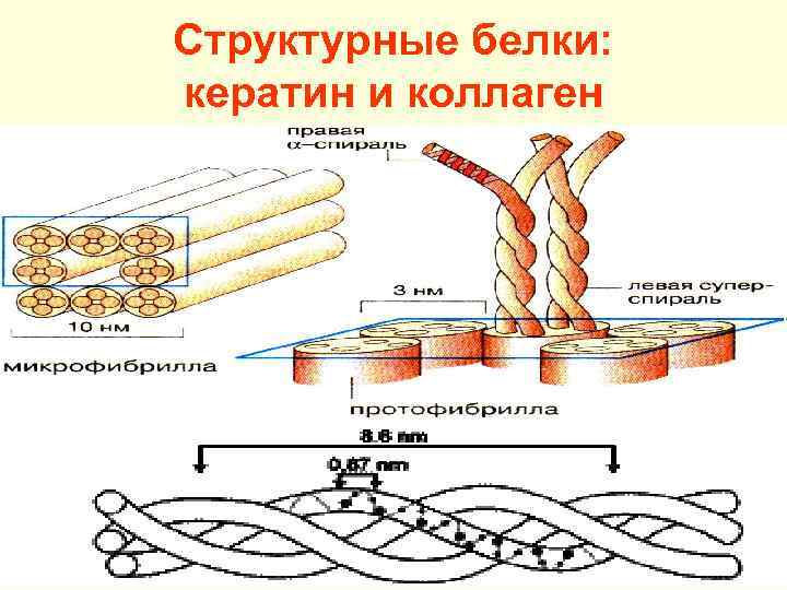 Структурные белки. Строение белка кератина. Кератин белок строение. Кератин структура белка. Кератин белок структура.