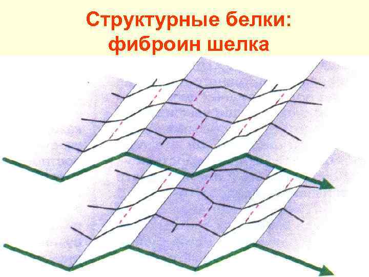 Фиброин. Фиброин шелка структура. Фиброин шелка. Фиброин функция. Фиброин белок.