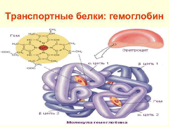 В состав входят транспортные белки