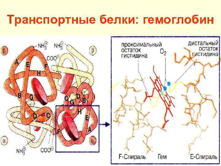 Транспортный белок