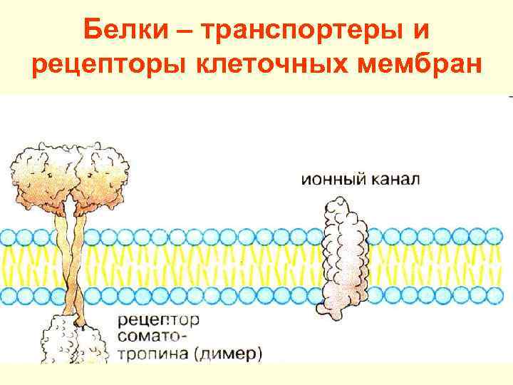 Белки каналы