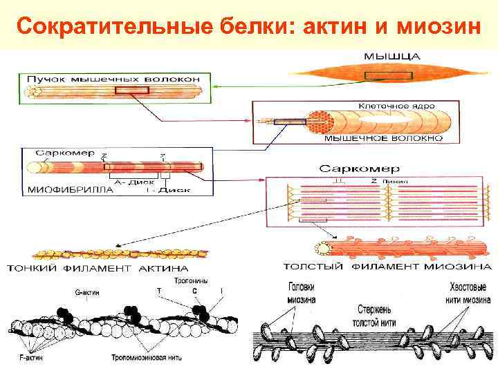 Актин и миозин рисунок