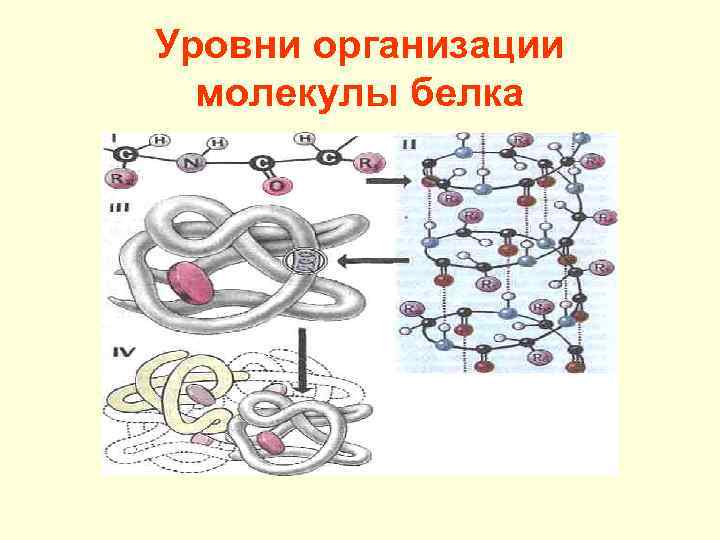 Формы белковых молекул
