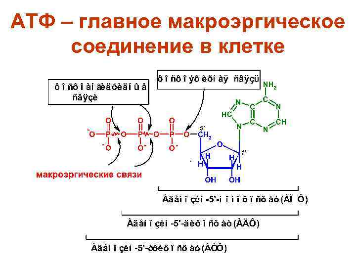 АТФ – главное макроэргическое соединение в клетке 