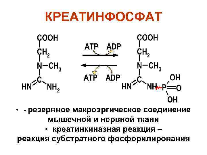 КРЕАТИНФОСФАТ • - резервное макроэргическое соединение мышечной и нервной ткани • креатинкиназная реакция –