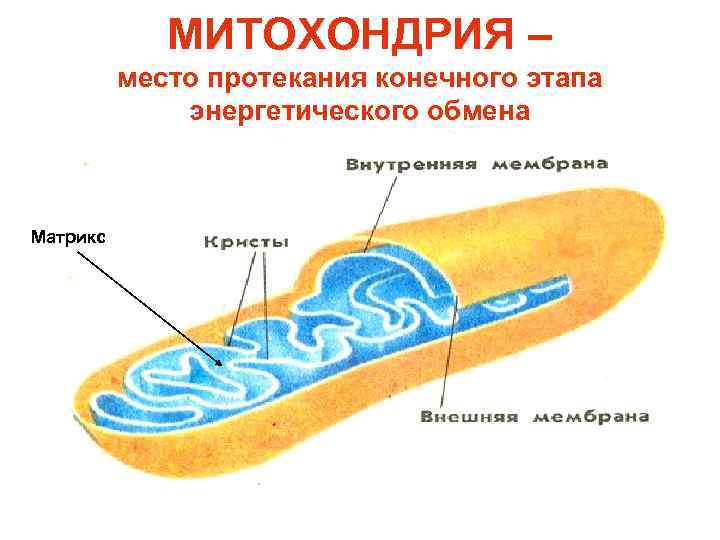МИТОХОНДРИЯ – место протекания конечного этапа энергетического обмена Матрикс 