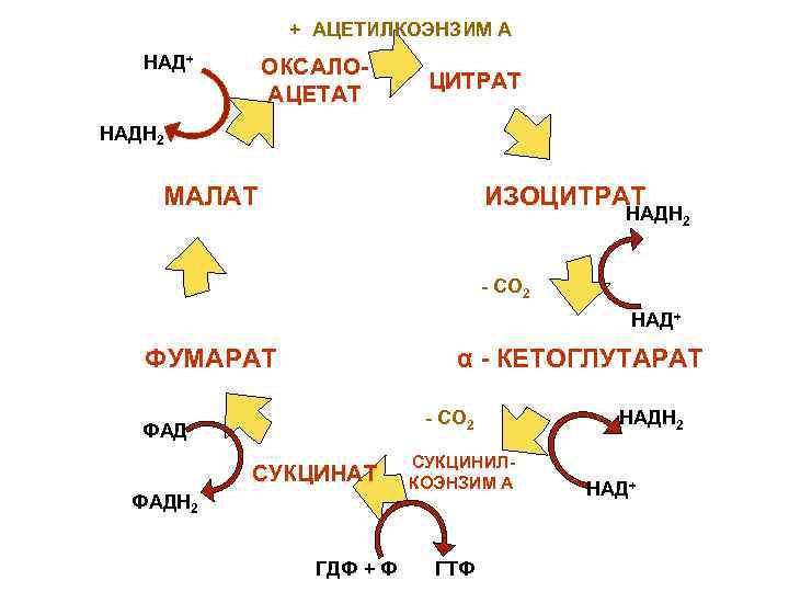 + АЦЕТИЛКОЭНЗИМ А НАД+ ОКСАЛОАЦЕТАТ ЦИТРАТ НАДН 2 МАЛАТ ИЗОЦИТРАТ НАДН 2 - CO