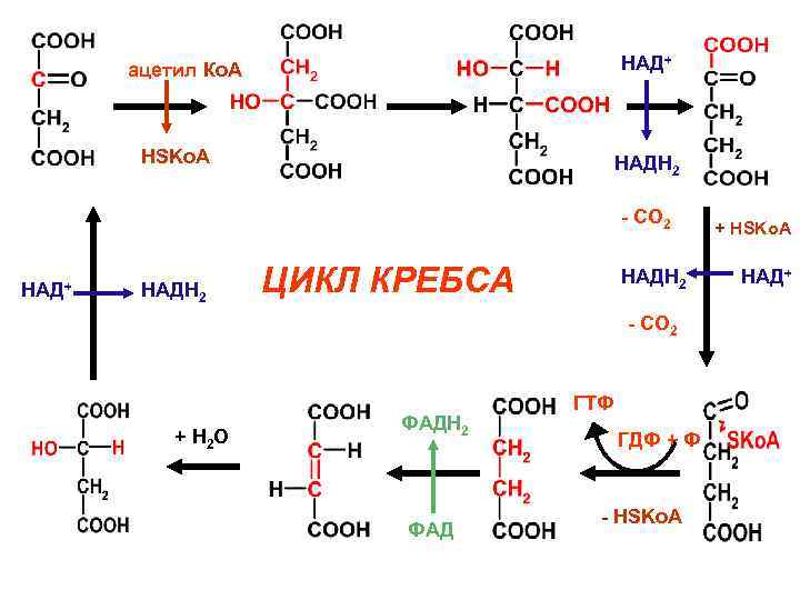 НАД+ ацетил Ко. А НSKo. A НАДH 2 - CO 2 НАД+ НАДH 2