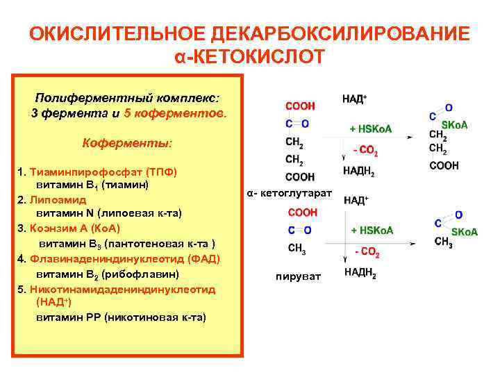 ОКИСЛИТЕЛЬНОЕ ДЕКАРБОКСИЛИРОВАНИЕ α-КЕТОКИСЛОТ Полиферментный комплекс: 3 фермента и 5 коферментов. Коферменты: 1. Тиаминпирофосфат (ТПФ)