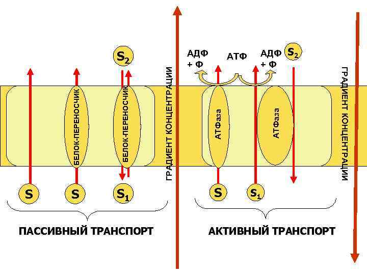 БЕЛОК-ПЕРЕНОСЧИК S S S 1 АТФ S АТФаза АДФ +Ф АДФ S 2 +Ф